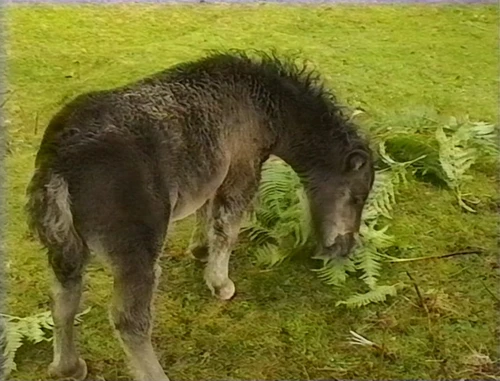 08 Aug 1993 · Scottish Highlands and Islands: Day 4 Glen Nevis to Garramore